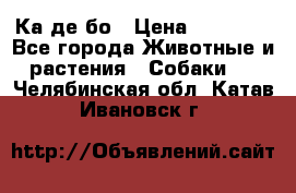 Ка де бо › Цена ­ 25 000 - Все города Животные и растения » Собаки   . Челябинская обл.,Катав-Ивановск г.